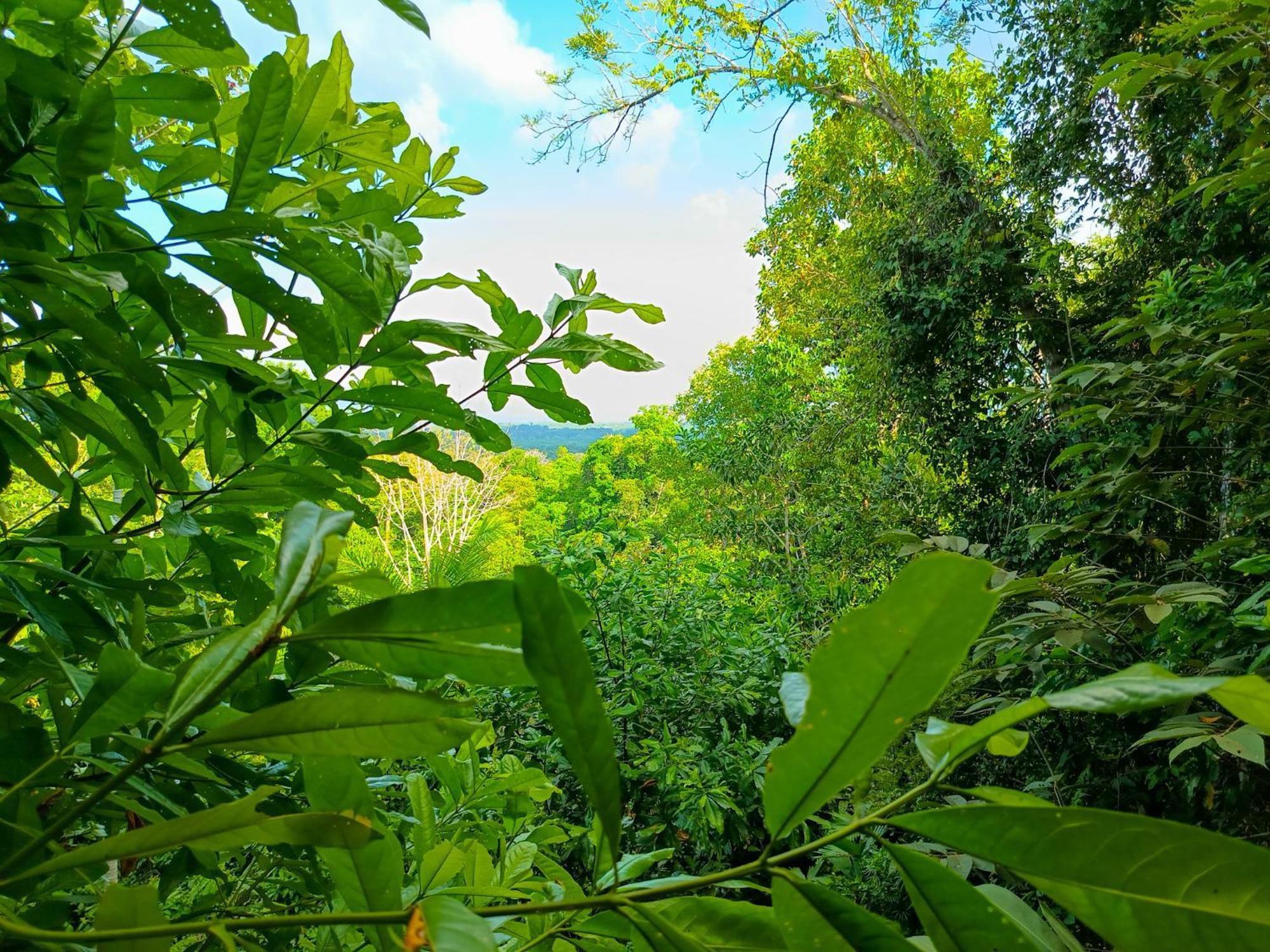 Corcovado Private Villas - Corcovado Private Reserve Puerto Jiménez エクステリア 写真