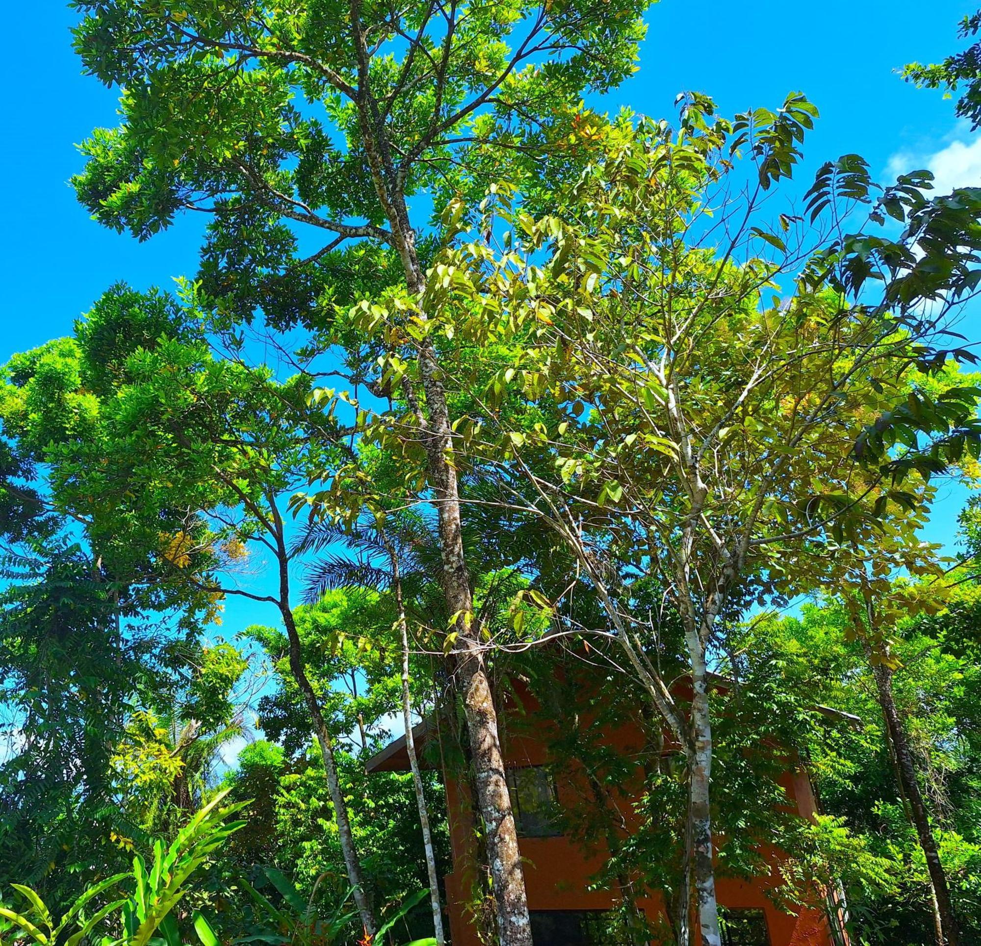 Corcovado Private Villas - Corcovado Private Reserve Puerto Jiménez エクステリア 写真